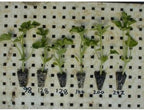 144 Cell Seed Starting Tray (5-Pack) - Commercial 10x20 Injection-Molded Propagation Insert, 26cc Cells for Peppers & Tomatoes, Air-Pruning Root Ribs, Reusable 10+ Years - Image 6