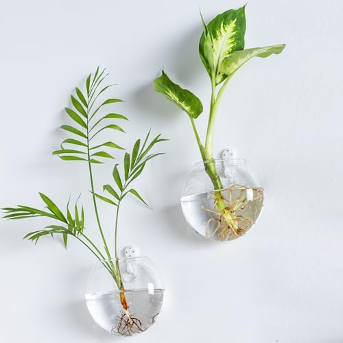 Wall Mount Plant Propagation Station - Clear Hydroponic Glass Vase, Oblate Planter for Indoor Plants | Perfect for Home, Office, Bathroom Decor | Gift for Plant Lovers (6) - Image 5
