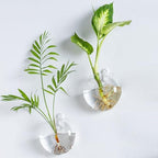 Wall Mount Plant Propagation Station - Clear Hydroponic Glass Vase, Oblate Planter for Indoor Plants | Perfect for Home, Office, Bathroom Decor | Gift for Plant Lovers (6) - Image 5