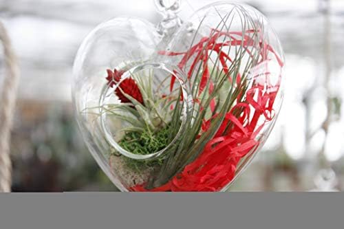 WGV Glass Hanging Plant Terrarium Bulk, Width 5", Height 5", Heart Valentine DIY Succulent Air Planter Clear Tea Light Votive Candle Holder for Event Home Garden Outdoor Decor, 6 Pieces - Image 5