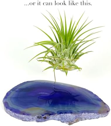 Purple Agate Geode Crystal Air Plant Holder Includes Healthy Air Plant and Rock n Air Gift Box Thoughtful Plant and Crystal Gift for Someone who has Everything - Image 6