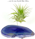 Purple Agate Geode Crystal Air Plant Holder Includes Healthy Air Plant and Rock n Air Gift Box Thoughtful Plant and Crystal Gift for Someone who has Everything - Image 6