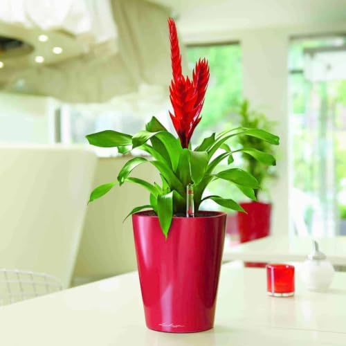 Lechuza MINI-DELTINI Scarlet Red High Gloss, Self-Watering Small Indoor Planter, H5.1 L3.9 W3.9 in - Image 2