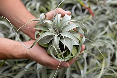 6 Pack Large Xerographica Air Plants 5 to 7 Inch Wide - Air Plants Live Tillandsia Succulent House Plants Holders- Available in Wholesale and Bulk Air Plant- Easy Care Indoor and Outdoor Plants - Image 3