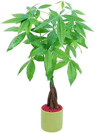 Athena's Garden Money Tree Plant Indoor Live Plant Pachira Money Tree with Ceramic Planter 18 Inches Tall, Green Pot - Red Rocks, Medium by AthenasGarden