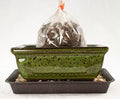 6'' Rectangular Moss Green Shohin Bonsai Pot + Soil + Tray + Rock + Mesh Kit, Blue,green by Unknown