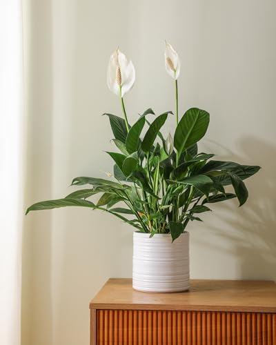 Ceramic Planter Set 6/8/10 Inch, Modern Striped Planter Set Indoor Outdoor - Image 7