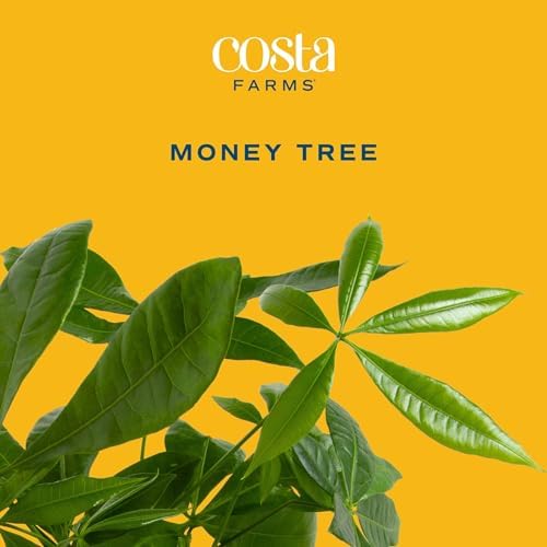 Costa Farms Money Tree, Live Indoor Plant, Braided Trunk, Easy Care - Image 3