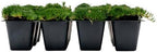 12 Irish Moss – Soft Evergreen Mossy Groundcover with White Spring Flowers for Rock Gardens & Pathways (Sagina subulata) in 2.5″ Cubes, Live Plants by CitronellaKing