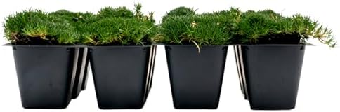 12 Irish Moss – Soft Evergreen Mossy Groundcover with White Spring Flowers for Rock Gardens & Pathways (Sagina subulata) in 2.5″ Cubes, Live Plants by CitronellaKing