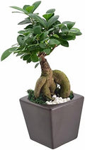 Arcadia Garden Products LV59 Ginseng Ficus Bonsai Live Indoor Plant in Carolina Square Ceramic Planter for Home, Work, or Gift, Brown *Cannot Ship to California* by Unknown