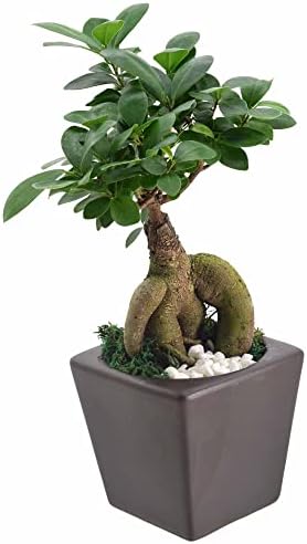 Arcadia Garden Products LV59 Ginseng Ficus Bonsai Live Indoor Plant in Carolina Square Ceramic Planter for Home, Work, or Gift, Brown *Cannot Ship to California* by Unknown