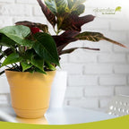 Headwind Traverse Planters – 10" 2 Pack Plastic Plant Pot in Harvest Yellow - Indoor & Outdoor Pots for Plants with Drainage - Decorative Plant Pot, Flower Pots Outdoor for Garden by Robert Allen - Image 3