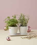 Lenox 896914 French Perle Scallop 3-Piece Herb Pots & Tray Set - Image 4