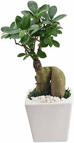 Arcadia Garden Products LV60 Ginseng Ficus Bonsai Live Indoor Plant in Carolina Square Ceramic Planter for Home, Work, or Gift, White *Cannot Ship to California* by Unknown