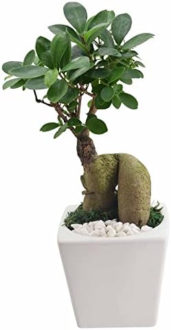 Arcadia Garden Products LV60 Ginseng Ficus Bonsai Live Indoor Plant in Carolina Square Ceramic Planter for Home, Work, or Gift, White *Cannot Ship to California* by Unknown
