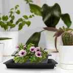 Plant Saucer 6 Pcs Rectangular Flower Pot Drip Tray - Image 5
