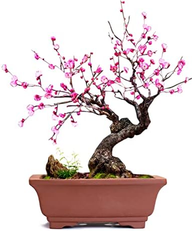 Dahlia 6" L x 4" W Rectangular Zisha Bonsai Planter/Succulent Pot/Flower Pot, Brown by Dahlia
