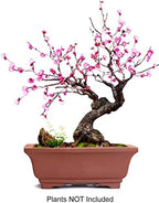 Dahlia 6" L x 4" W Rectangular Zisha Bonsai Planter/Succulent Pot/Flower Pot, Brown - Image 2