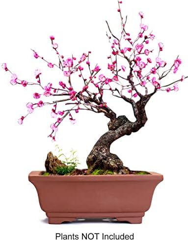 Dahlia 6" L x 4" W Rectangular Zisha Bonsai Planter/Succulent Pot/Flower Pot, Brown - Image 2
