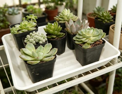 4 Pack 14" Square Plant Saucer No Holes, Sturdy Plastic Water Tray for Indoors Outdoor Garden, White - Image 5