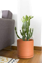 D'vine Dev 2-Pack Terracotta Plant Pots with Saucers, 10 Inch, 40-X-B-5 - Image 7