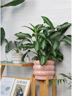 10 Inch Ceramic Plant Pot with Drainage, Planter for Indoor Plants - Image 5