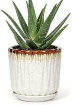 7.5 Inch Ceramic Planter Pot with Saucer Drainage Leak-Proof Mesh,Flower Pots for Indoor Plants with Gardening Gloves,Ceramic Planter(Linen White) by Unknown