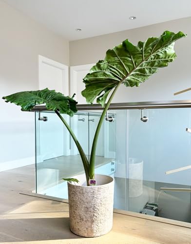 Resin Round Planter Indoor Outdoor Pot for Large Tree Big Flower with Drainage Hole, Lightweight and Weather-Resistant Patio, Porch Palm (17 Inch - Large) - Image 4