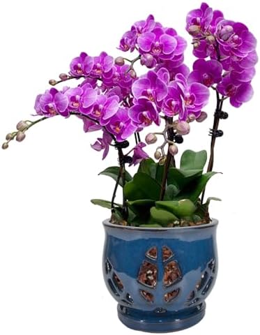W&W Orchid Pot with Holes and Saucer for Repotting, Blue, 6.5" by WWHomeDecor