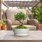Ceramic Bonsai Planter, 8 Inch Succulent Pot with Tray, Brushed Grey - Image 3