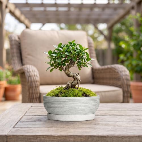 Ceramic Bonsai Planter, 8 Inch Succulent Pot with Tray, Brushed Grey - Image 3