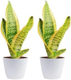 Costa Farms Snake Plant, Live Indoor Plant, Air Purifying, Low Light, Easy by Unknown