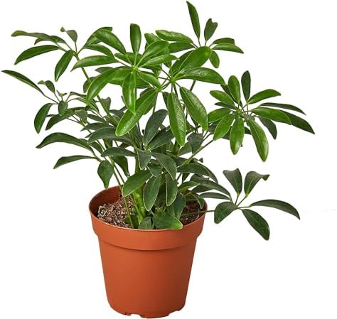Gardenera Umbrella Plant Premium Potting Mix - Trusted by Plant Enthusiasts for Exceptional Results and Happy Plants - 5 Quart - Image 3