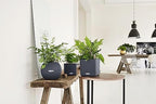 Lechuza Puro Color 20 Slate, Self-Watering Small Indoor Planter, D7.9 H6.3 in - Image 5