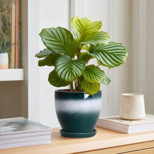 Ceraimc 6 Inch Planters, Ceraimc Pots for Plants, Green-White - Image 6