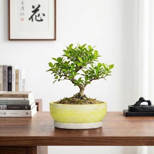 Pots for Succulents, 8 Inch Ceramic Bonsai Tree Pot, Brushed Yellow - Image 7