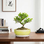 Pots for Succulents, 8 Inch Ceramic Bonsai Tree Pot, Brushed Yellow - Image 7