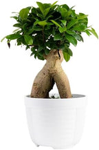 Costa Farms Mini Bonsai, Live Indoor Plant, Easy Care, Home Decor by Unknown