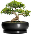 Bonsai Pots 13 Inch - Large Ceramic Succulent Pots with Drainage Hole and Tray, Round Planter Bowl Indoor Outdoor, Modern Shallow Planters, Home Living Room Decor, Gardening Gifts, Black by EPFamily