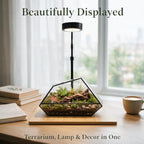 Luckyrunes Complete Glass Terrarium Kit with Live Moss, Polygon - Image 7
