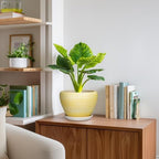 Ceramic Plant Pots, 8 Inch Planter with Drainage, Textured Yellow - Image 6