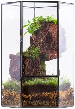 NCYP Glass Terrarium with Front Opening Door for Small Plants, Moss Wall by NCYP