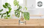 Winkee - Hydrovase Flora | Flower Vase with Metal Stand | Table Planter | Modern Decoration | Glass Propagation Station | Cut-Out Plants Glass | Root Glass Vase | Gift for Mother's Day, Birthday - Image 3