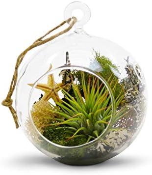 WGV Hanging Terrarium Globe, Width 4", Height 4.75", DIY Air Succulent Planter, Clear Glass Vase Orb with Flat Bottom, Candle Holder for Windowsill Outdoor Garden Decor, 12 Pieces Bulk - Image 4
