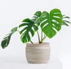 Olly & Rose Large Ceramic Plant Pot Brushed Grey/Brown Taupe - Ceramic Planter Terracotta 9 Inch Outdoor and Indoor Plant Pot for Home and Garden - Image 3