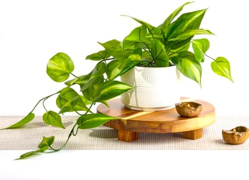 Kurrajong Farmhouse Dark Green Fake pothos | Fake Plant for Shelf Decor | Artificial Trailing Ivy Plant with 5" Wide Ceramic Pot | Faux pothos | Feaux Pothos | Bathroom and Kitchen Decor by KurrajongFarmhouse