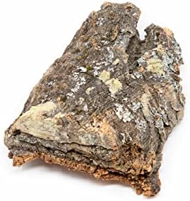 Medium Natural Cork Bark DIY Kit with Four Assorted Air Plants, Glue and Hook - Live Tillandsia Succulent House Plant - Wholesale and Bulk - Home and Garden Decor - Easy Care Indoor and Outdoor Plants - Image 3