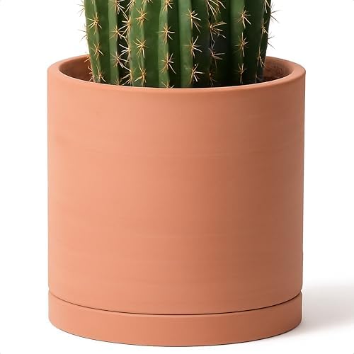 D'vine Dev Terracotta Plant Pot with Saucer, 12 Inch, 40-X-A-6 by DvineDevPlanterPotsandStand