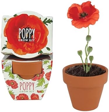 BUZZY Seeds Poppy Grow Kit 12-Pack, Mini Terracotta Pots, Indoor/Outdoor - Image 2